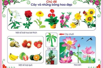 CHỦ ĐỀ: CÂY VÀ NHỮNG BÔNG HOA ĐẸP KHỐI 24-36 THÁNG TUỔI